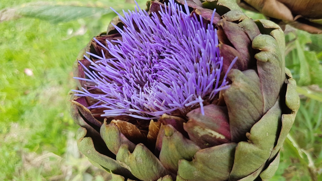 Artischocken sind auch schöne "Blumen" wir essen die Artischocken lieber