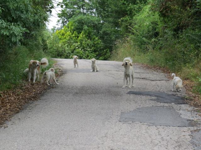 von Hunden im allgemein, erst recht von freilaufenden, haben wir grossen Respekt