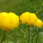 Butterblumen