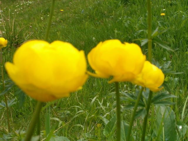 Butterblumen