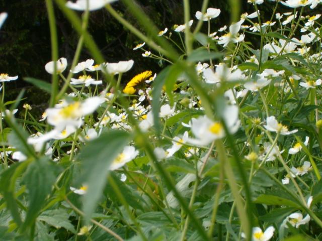 überall Blumen