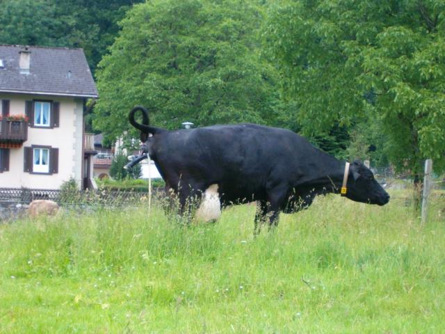 eine Kuh bringt ein Kalb auf die Welt