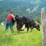 der Bauer nimmt das frischgeborene Kalb in die Arme