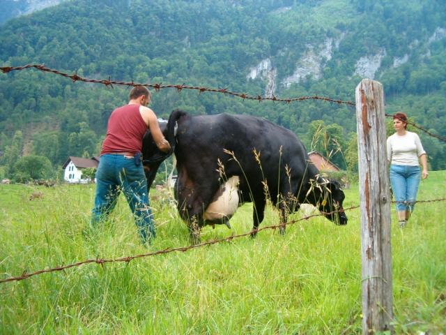 der Bauer nimmt das frischgeborene Kalb in die Arme