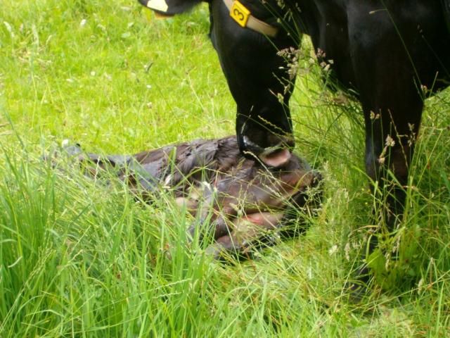 die Mutter leckt sein frischgeborenes Kalb