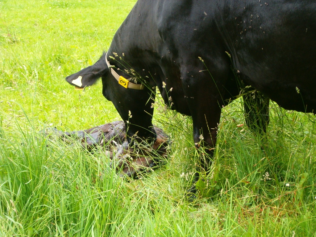 die Mutter leckt sein frischgeborenes Kalb