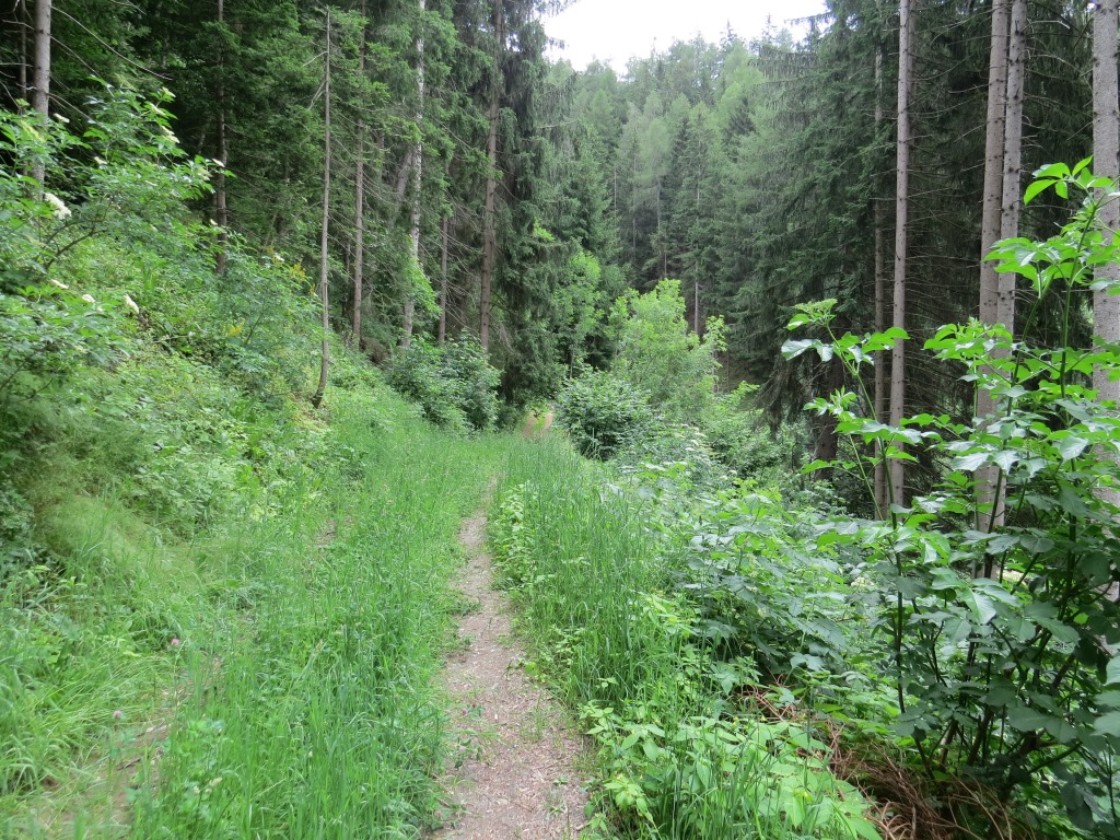 wir durchqueren dichten Wald...