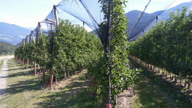 ...und die ersten Obstplantagen tauchen auf