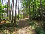 der Wanderweg führt uns durch den Wald zu einem Hügel hinauf...