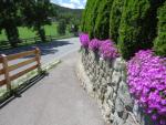 Mittagsblumen, die haben wir auch auf unserem Gartensitzplatz