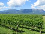 ...oder zwischen Rebberge. Rechts von uns verläuft die berühmte Weinstrasse Richtung Trento