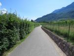 zwischen Obstbäumen und Reben geht es Richtung Kalterer See-Lago di Caldaro