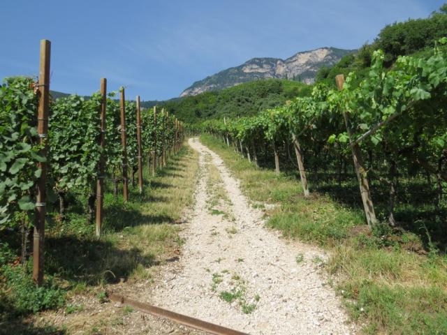 wir freuen uns schon heute Abend einen Rotwein der Gegend zu geniessen