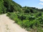 fernab vom Verkehr wandern wir auf diesem schönen Höhenweg Richtung Trento unser heutiges Tagesziel