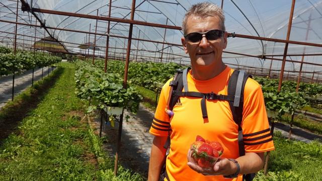 ...kaufen wir Erdbeeren ein. Köstlich