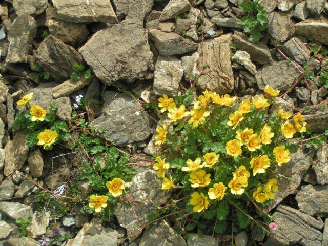 Blumen in so einer Stein Wüste