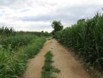 wir durchqueren riesige Felder, hier zum Beispiel Maisfelder