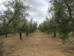nciht weit weg von hier, wächst der grösste Olivenbaum Europas