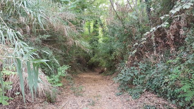 wir wandern nun durch einen Wald der wie ein Urwald oder ein Regenwald aussieht