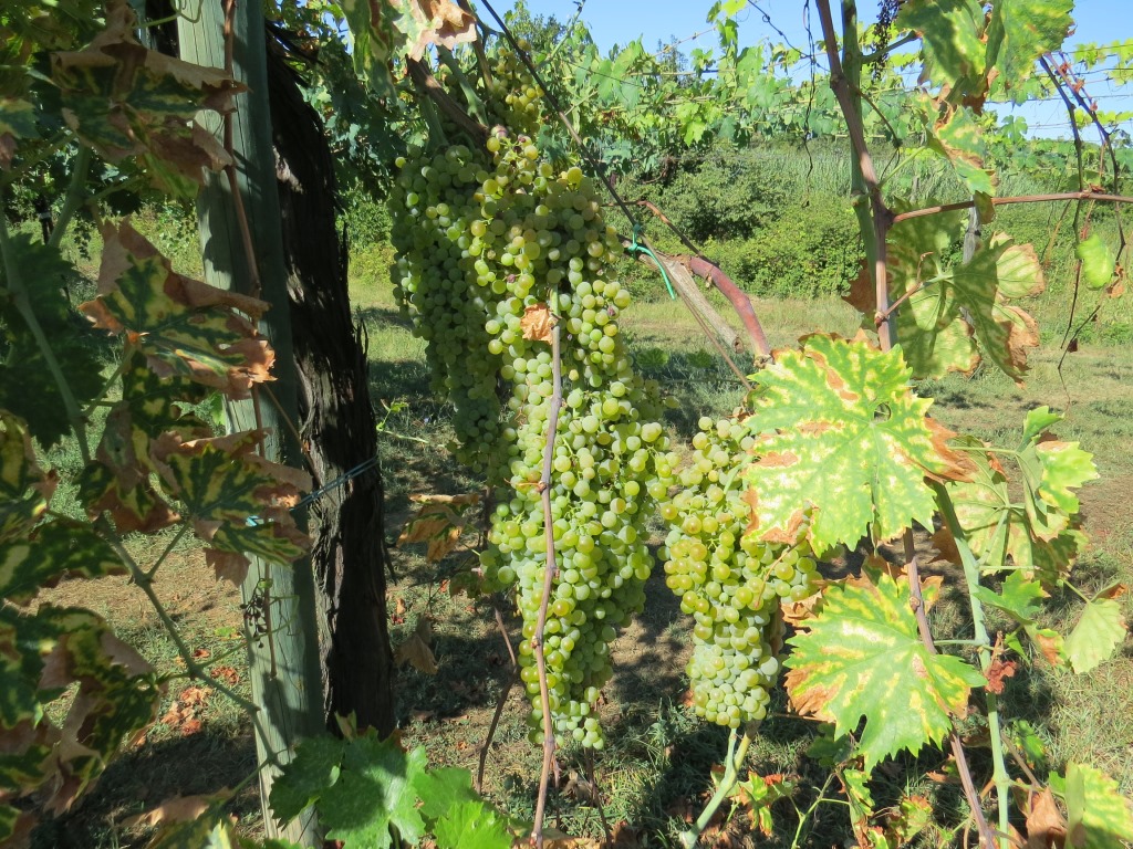 auch heute Abend werden wir sicher einen guten Wein geniessen