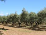 ein Olivenbaum ergibt in der Regel ca. 1 Liter Olivenöl