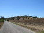 der Name sagt es schon Monte Oliveto