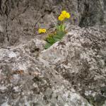 Blumen im Felsen