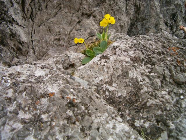 Blumen im Felsen