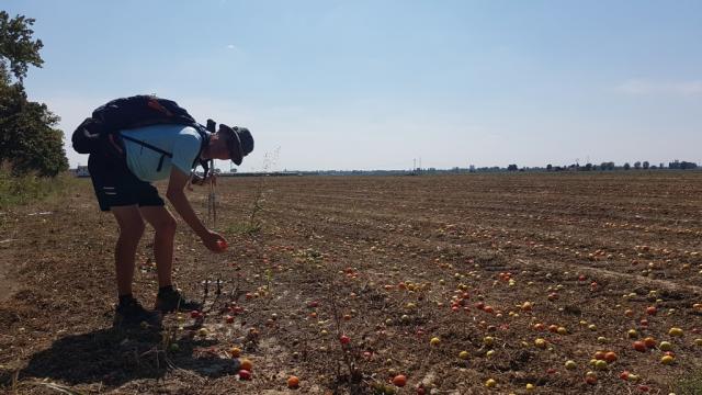 während dem laufen lesen wir ein paar Tomaten vom Boden auf und essen sie. Super lecker