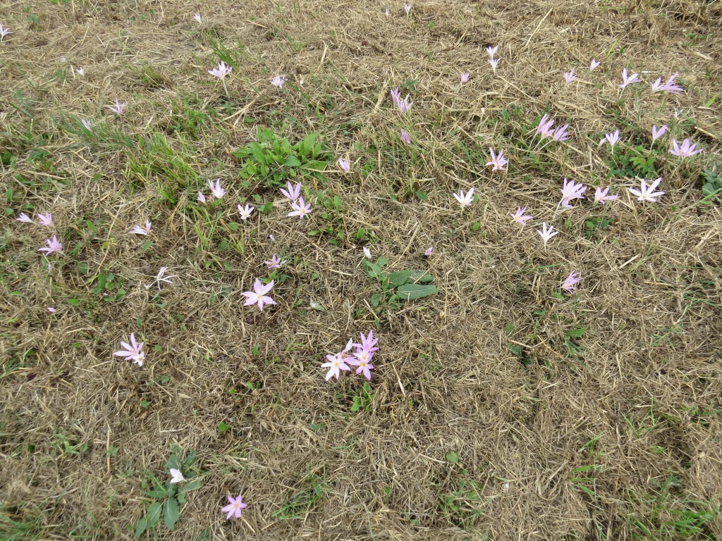 oder Blumenexperte. Unzählige Herbstzeitlosen am Wegesrand