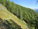 wieder führt uns der Bergweg durch einen Lärchenwald...