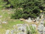 ...wo wir diverse Alpensteinbock Weibchen (Steingeiss) entdecken