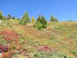 der Herbst mit seinen leuchtenden Farben