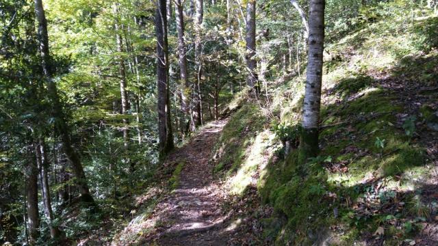 der Wanderweg führt uns kurz danach in den Wald hinein