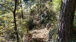 an der Rigi-Südflanke wandern wir nun stetig leicht abwärts...