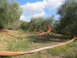 wir durchqueren Olivenhaine, wo die Auffangnetze bereits ausgelegt sind