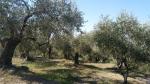 uralte Olivenbäume säumen den Weg