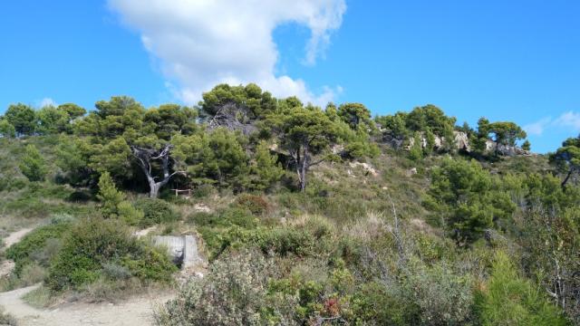 ...und dufteten Pinienwälder, wandern wir weiter Richtung Colle di Cervo