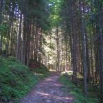 aufwärts durch den Wald Richtung Biwaldalp