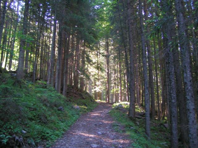 aufwärts durch den Wald Richtung Biwaldalp