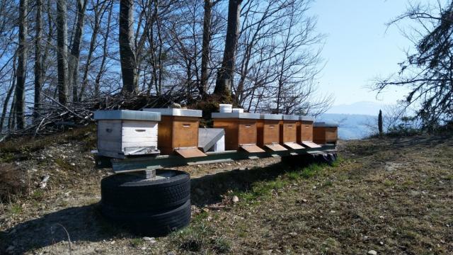 auch die Bienen spüren langsam aber sicher den Frühling und schwärmen zahlreich aus