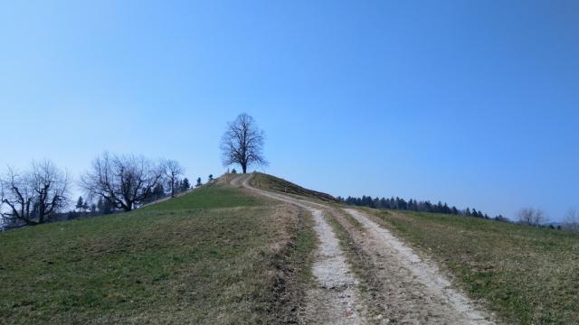 bei diesem Baum...