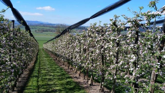 der Kapellenweg führt an blühende Obstplantagen vorbei