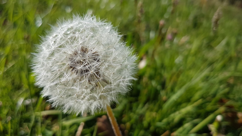 eine Pusteblume immer wieder schön anzusehen