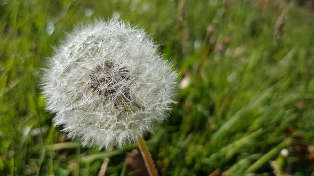 eine Pusteblume immer wieder schön anzusehen