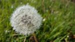 eine Pusteblume immer wieder schön anzusehen