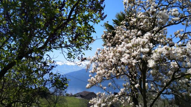 während dem laufen können wir wunderschöne Sternmagnolien bestaunen