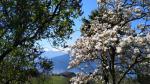 während dem laufen können wir wunderschöne Sternmagnolien bestaunen