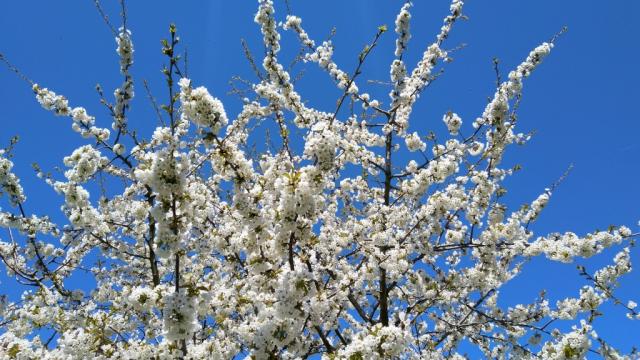 alles ist in voller Blüte