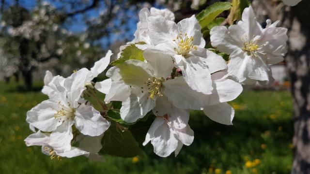 diese Natur unvergleichlich